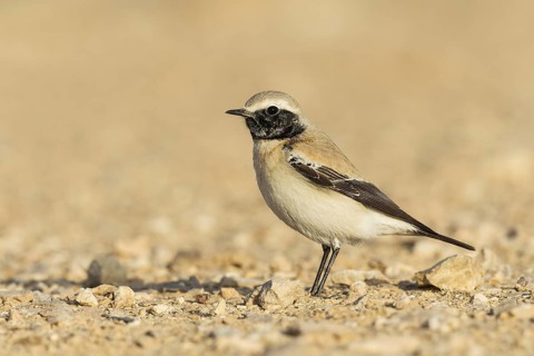 Desert Wheatear (Oenanthe deserti homochroa) male, Eilat, Israel