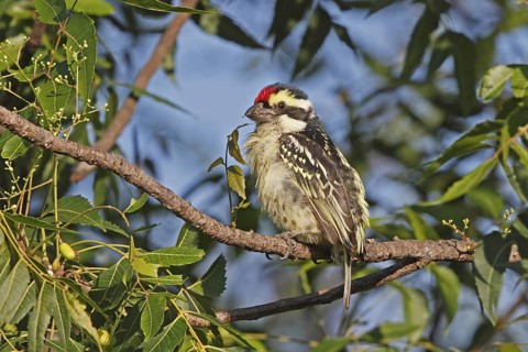 Red-fronted Barbet (Tricholaema diademata), Lake Baringo, Botswana