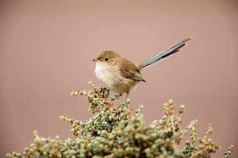 White-winged Fairywren (Malurus leucopterus) female, South Australia, Australia