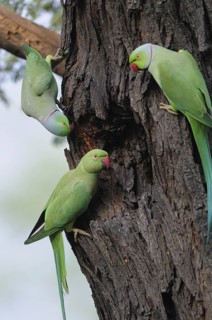 Rose-ringed Parakeet (Psittacula krameri), Keoladeo National Park, India
