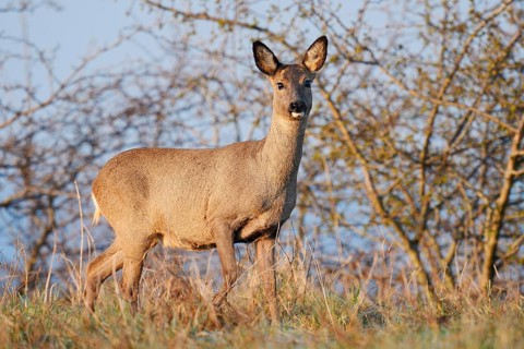 European roe deer (Capreolus capreolus), doe, North Rhine-Westphalia, Germany
