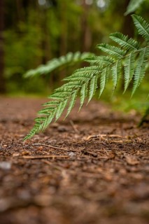 Fern tip touches forest floor, Black Forest, Germany