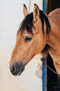 Muzzle of chestnut horse muzzle with gray mane standing in stable and looking away