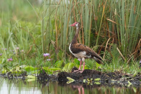 Spur-winged Goose (Plectropterus gambensis), Mabamba Swamp, Uganda