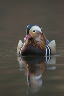 Mandarin Duck (Aix galericulata) male, North Rhine-Westphalia, Germany