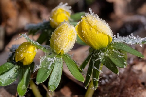 Winter aconite (Eranthis hyemalis), Emsland, Lower Saxony, Germany