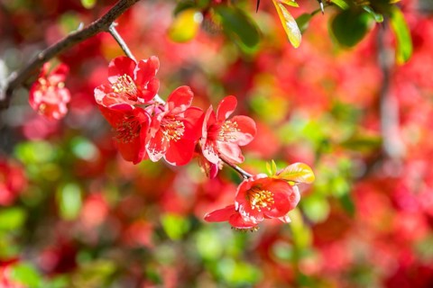 The flowers of the ornamental quince (Chaenomeles) glow red in April, Saxony