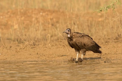 Hooded Vulture (Necrosyrtes monachus) juvenile, Gambia
