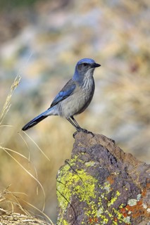 Woodhouse’s Scrub-Jay Aphelocoma woodhouseii Tucson, Pima County, Arizona, United States 9 February