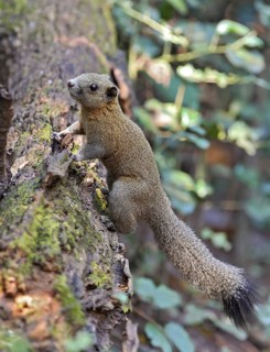 Graubauchhörnchen (Callosciurus caniceps) im Morgenlicht im Regenwald auf Baumstamm kletternd,
