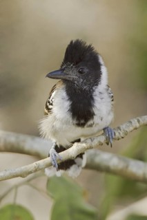 Collared Antshrike, (Thamnophilus bernardi), Ecuador
