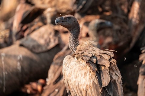 White-backed vulture (Gyps africanus), vulture feeding on the carcass of an elephant, Ihaha, Chobe