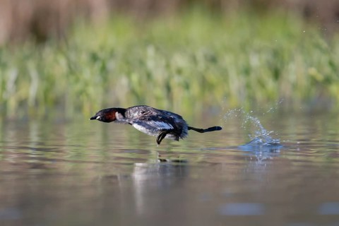 Little Grebe (Tachybaptus ruficollis) taking flight, Saxony, Germany