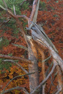 Broken tree at sunrise close to the 12 Apostels rock formation in the Altmühl valley nature park