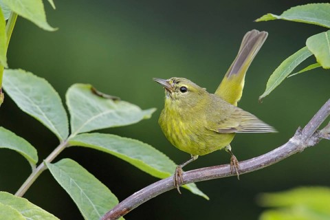 Orange-crowned Warbler (Vermivora celata) perched on a branch in Seward, Alaska
