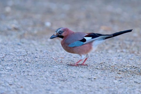 Eurasian Jay standing on the ground, blue and brown plumage, close-up view of bird, jay (Garrulus