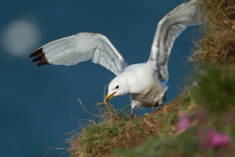 Black legged kittiwake (Rissa tridactyla) adult bird collecting nesting material from a cliff in