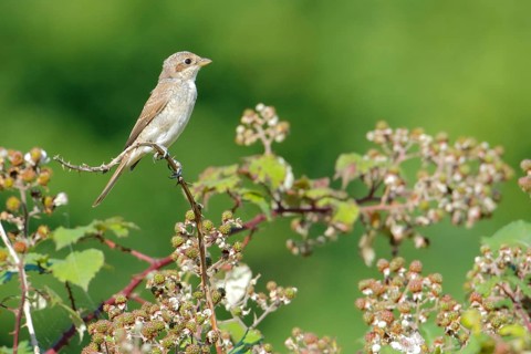 Red-backed Shrike (Lanius collurio) juvenile perched on a branch, Cantabria, Spain