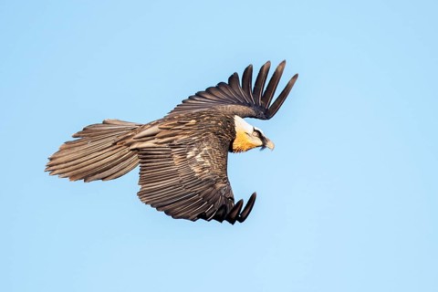 Bearded Vulture (Gypaetus barbatus) flying, Aragon, Spain