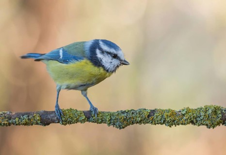 Eurasian Blue Tit (Cyanistes caeruleus) perched on a branch, Lower Saxony, Germany