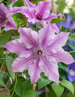 Clematis OOH LA LA®, Blumenhof Drößler, Federal Republic of Germany