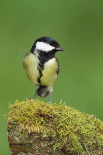 Great tit (Parus major), sitting on a moss-covered tree root, Wilden, North Rhine-Westphalia,