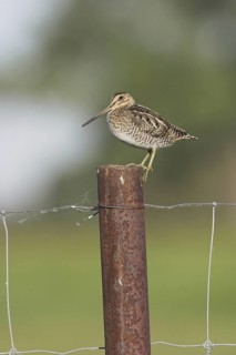 Wilson's Snipe (Gallinago delicata), Ontario, Canada