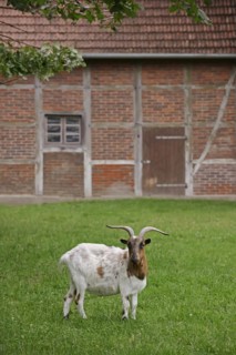 Domestic goat (Capra aegagrus hircus, Capra hircus), billy goat, North Rhine-Westphalia, Germany