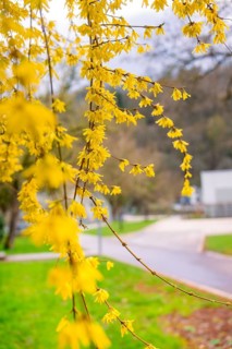 Forsythia branches with bright yellow flowers in spring light, Nagold, Calw district, Germany