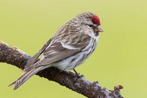 Redpoll, songbird, family of goldfinches, (Carduelis flammea), animals. Birds, Varanger Bird Park,