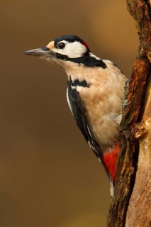 Great Spotted Woodpecker (Dendrocopos major) male, Utrecht, Netherlands
