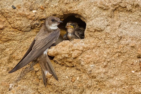 Sand Martin (Riparia riparia) at nesting wall, North Rhine-Westphalia, Germany
