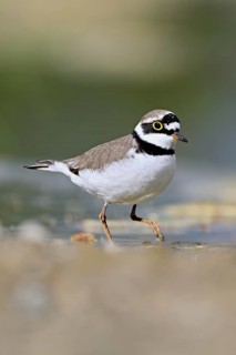 Little Ringed Plover (Charadrius dubius), standing in silt, Aue nature reserve, Reussegg, Sins,