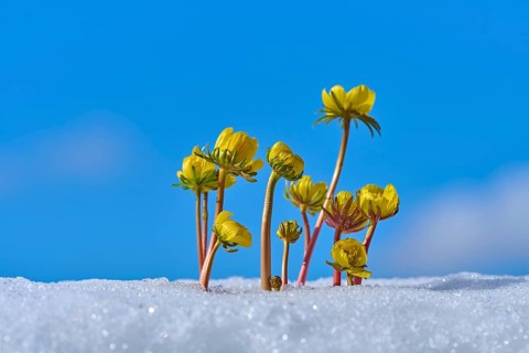 Group of yellow flowers Winter Aconite (Eranthis hyemalis), blooming from snow under blue sky,