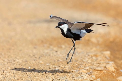 Spur-winged Lapwing, Hoplopterus spinosus, Vanellus spinosus, Israel
