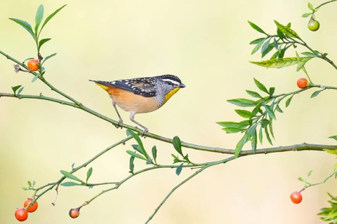 Spotted Pardalote (Pardalotus punctatus) male, Victoria, Australia