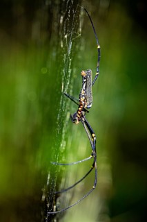 Side close-up of a spider on a web with blurred green background. Details of the body and legs, a