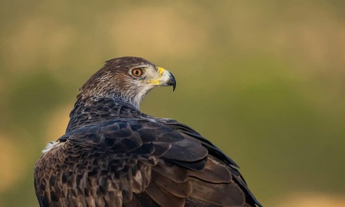 A striking close-up shot of a Bonelli's Eagle set against a soft, green background in Valencia,