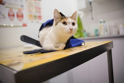 A cat lies calmly on an examination table at the veterinarian's clinic, resting in a blue restraint