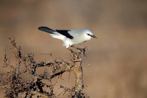 Stresemann's Bushcrow (Zavattariornis stresemanni), Soda Plains, Ethiopia