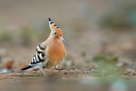 Eurasian Hoopoe (Upupa epops) perched on the ground, Spain