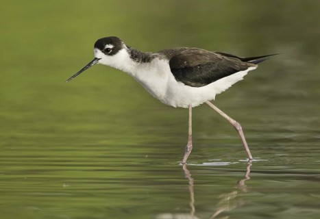 Black-necked Stilt (Himantopus mexicanus), Arizona, USA