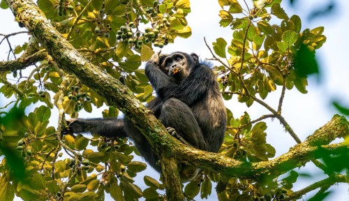 Chimpanzee (Pan Troglodytes), adult male in a tree, eating fruit, Murchison Falls National Park,