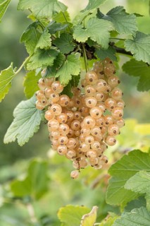 White currant (Ribes rubrum 'Blanka'), Bavarian Fruit Centre, Germany