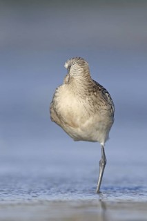 Bar-tailed Godwit (Limosa lapponica), Netherlands