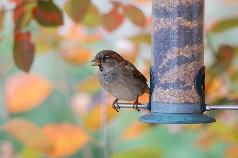Sparrow eating seeds from a feeder. seasonal bird feeding. Bad Salzschlirf, Hessen, Germany