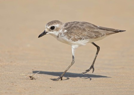 Lesser Sand Plover (Charadrius mongolus) eating crab, Thailand