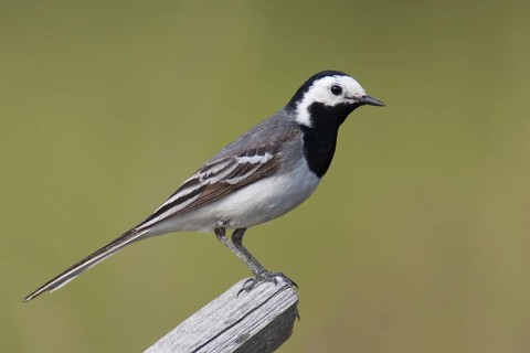 White Wagtail (Motacilla alba), Brandenburg, Germany