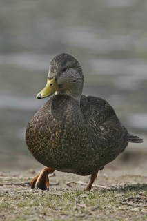 American Black Duck (Anas rubripes), Illinois, USA