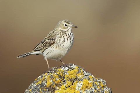 Meadow Pipit (Anthus pratensis), Iceland